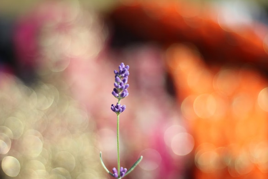 fleur de lavande