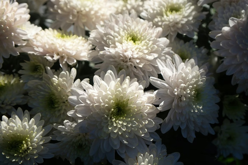 dahlia blanc en gros plan