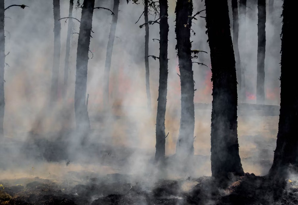 Forêt après un incendie