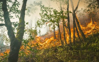 Incendies : une entreprise peut-elle recourir à l’activité partielle et bénéficier d’aides d’urgence ?