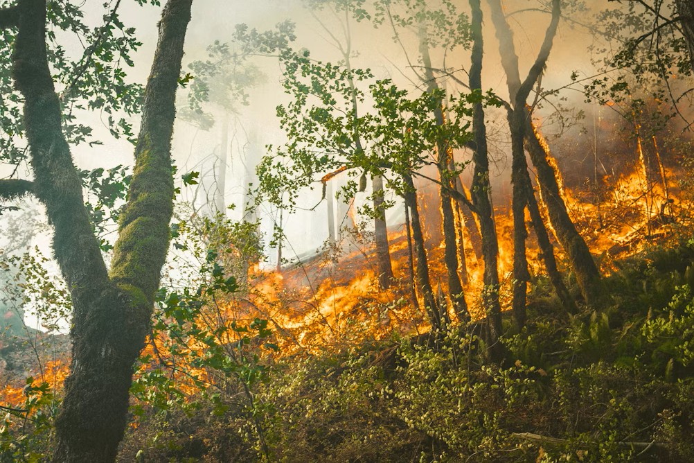 Incendies : une entreprise peut-elle recourir à l’activité partielle et bénéficier d’aides d’urgence ?